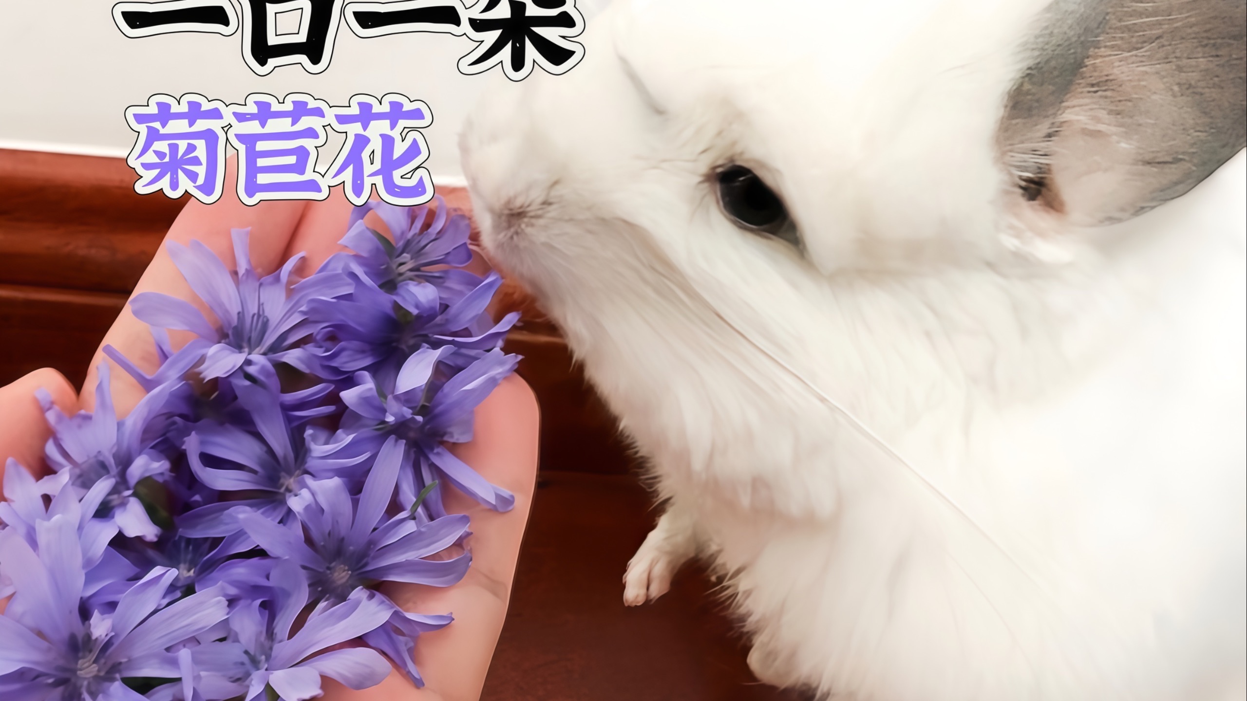 小龙猫一口一朵菊苣花。给小龙猫种的菊苣，开了两个月花了。