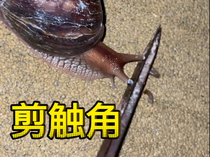 我爱螺——你们期待已久的剪触角这不就来了嘛哈哈哈哈