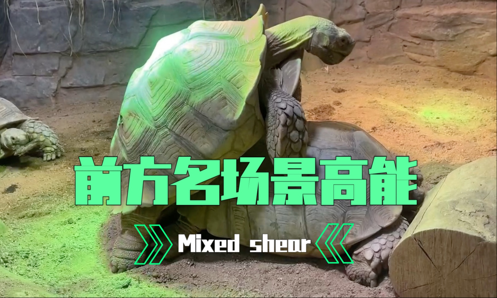 看龟片吗？上海动物园｜苏卡达陆龟