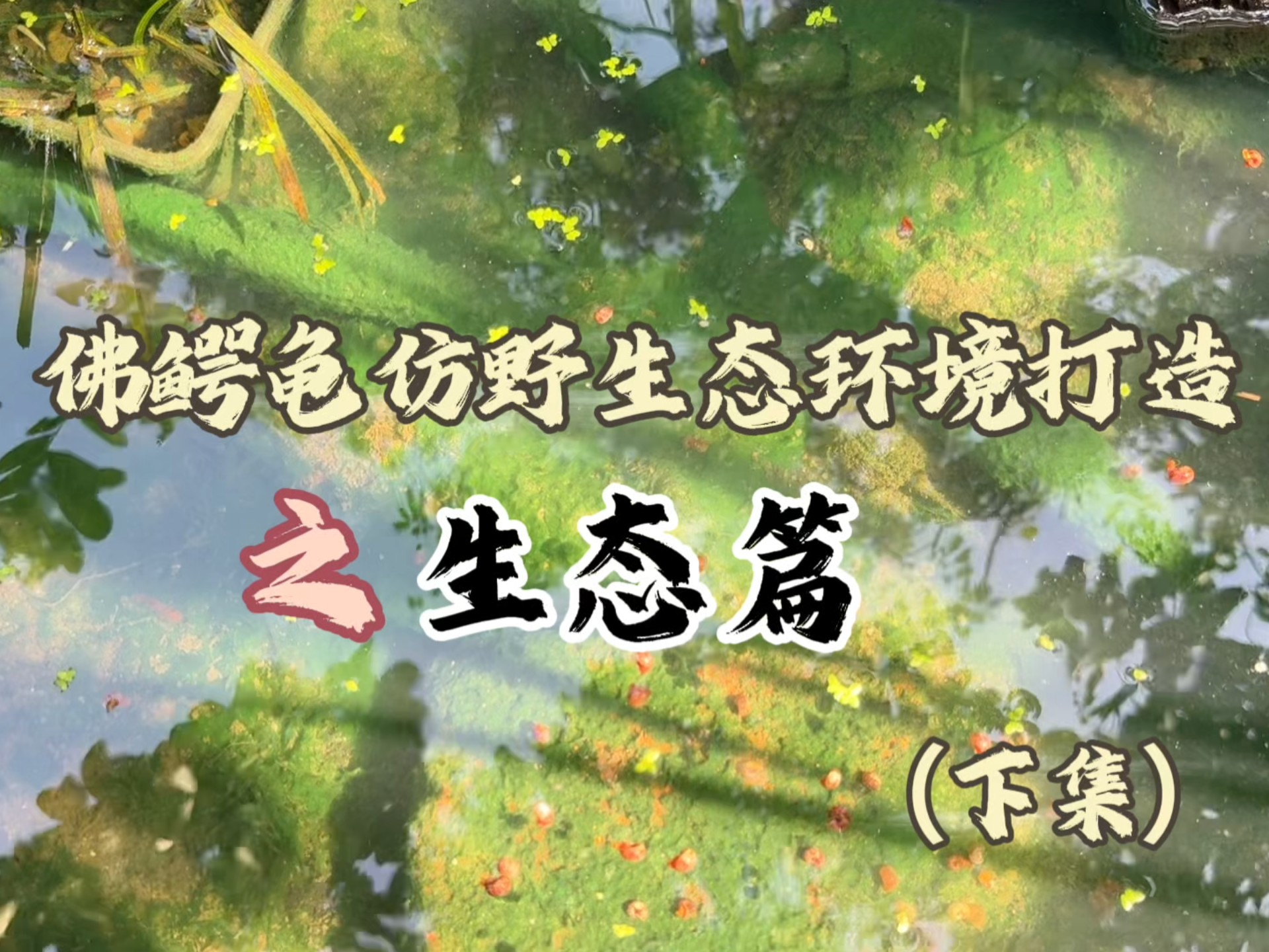 佛鳄龟仿野生态环境打造之生态篇