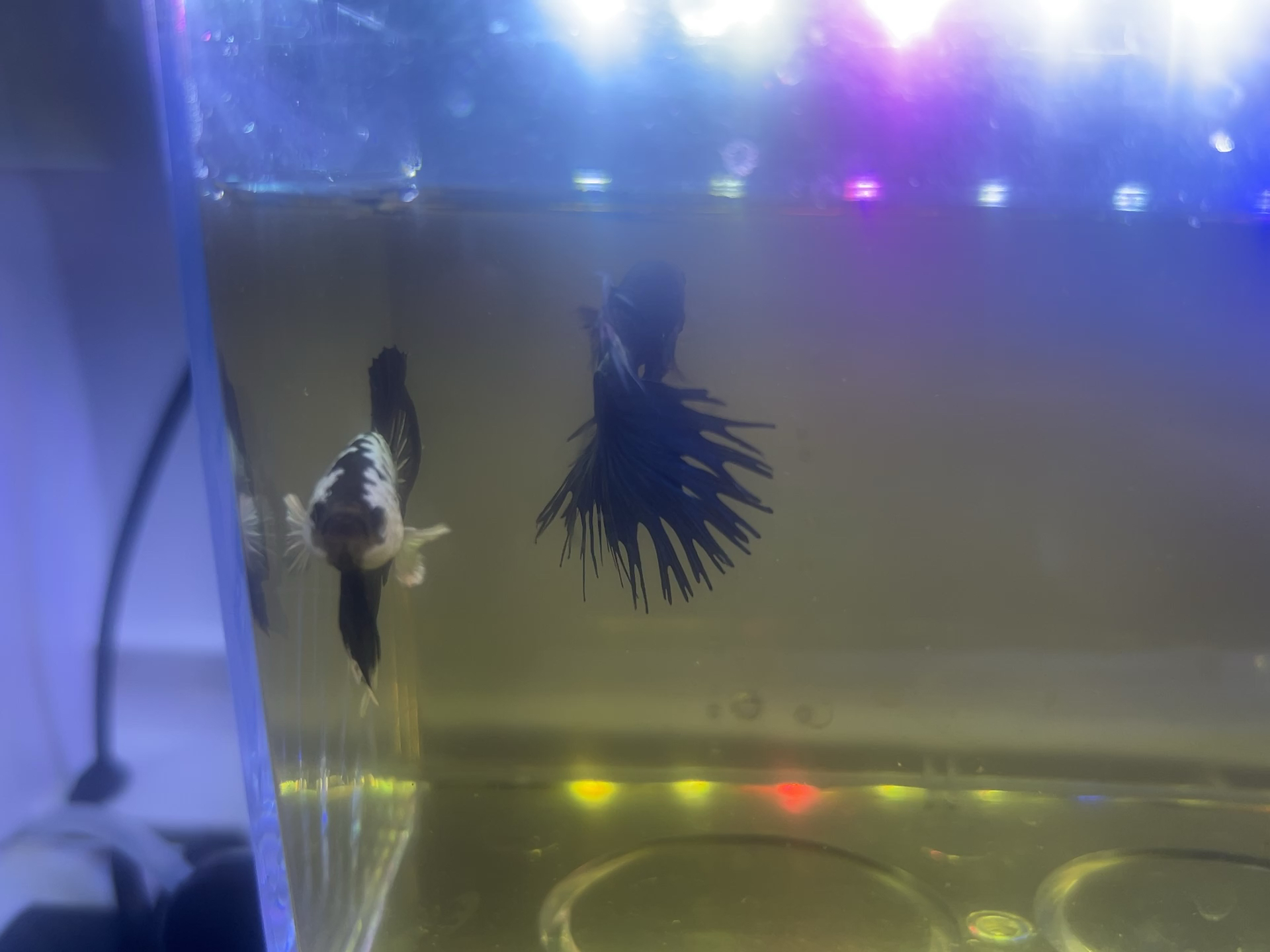【星之扉zz】Up主探索中，欢迎收看求三连！