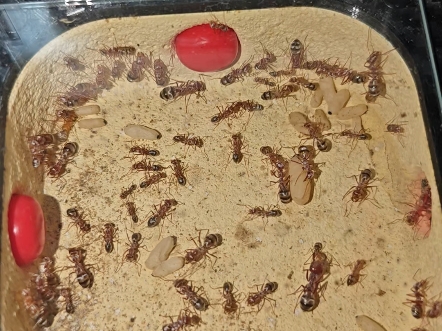 银丝箭蚁