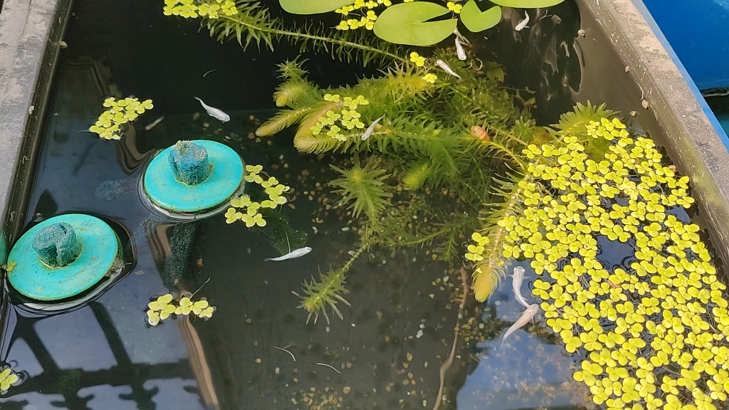 观背青鳉萤火虫