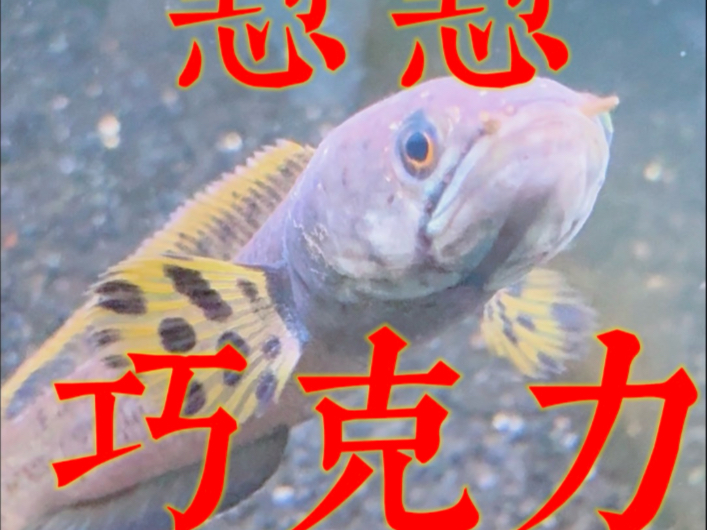 怼怼巧克力（雷龙）！