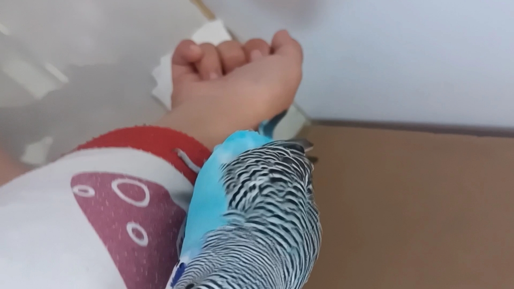 【我的小鸟鸟】最新视频上线，求关注！