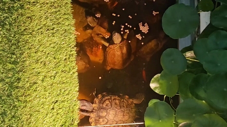 养龟的日常！！