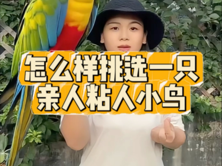 新手买鸟，怎么样挑选一只亲人粘人的小鸟