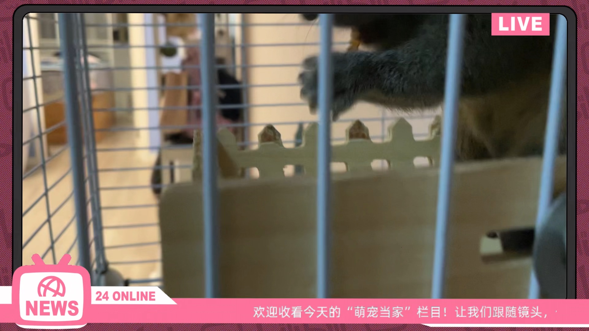 鼠鼠吃播来啦