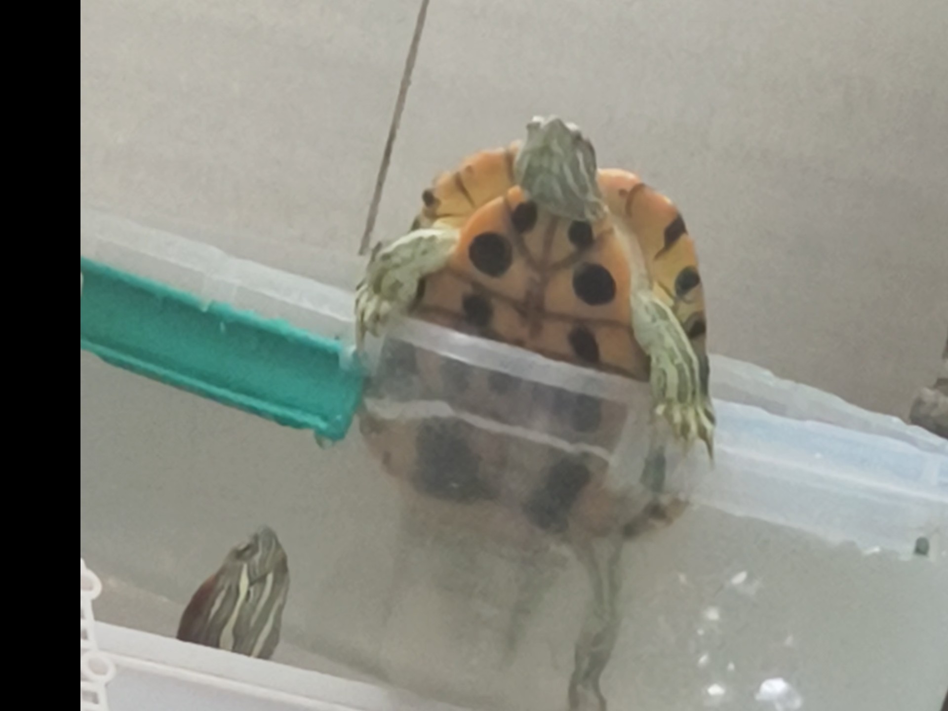 闹腾闹腾