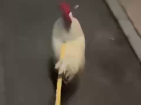咕咕哒咕咕哒