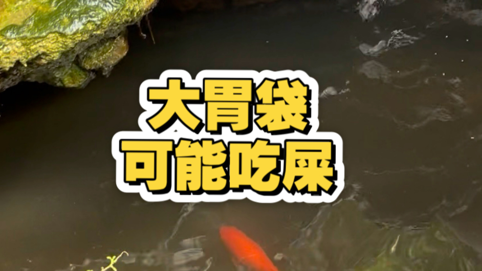 怀疑大胃袋是吃其他鱼的屎把胃袋吃畸形的