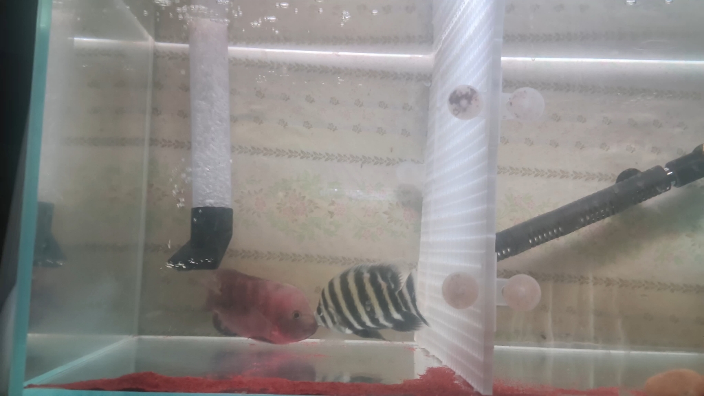 红马vs十间