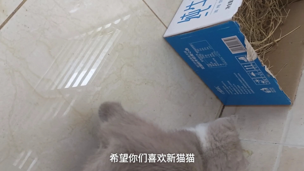 鹌鹑被送人了