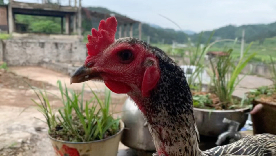 母鸡毛毒液