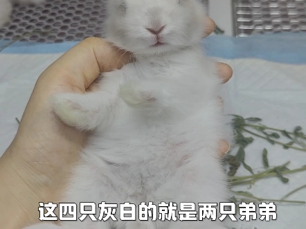 生了三妹妹两弟弟#萌宠 #萌宠出道计划 #兔子 #安哥拉兔