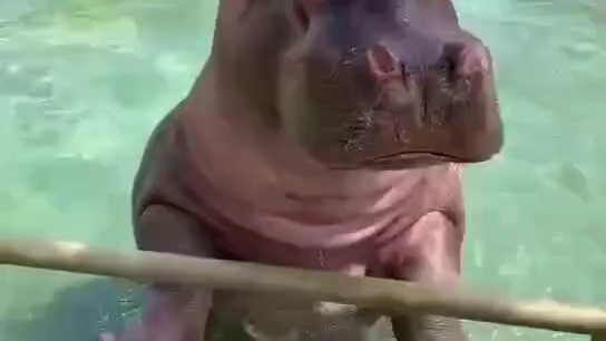 河马游泳太厉害了