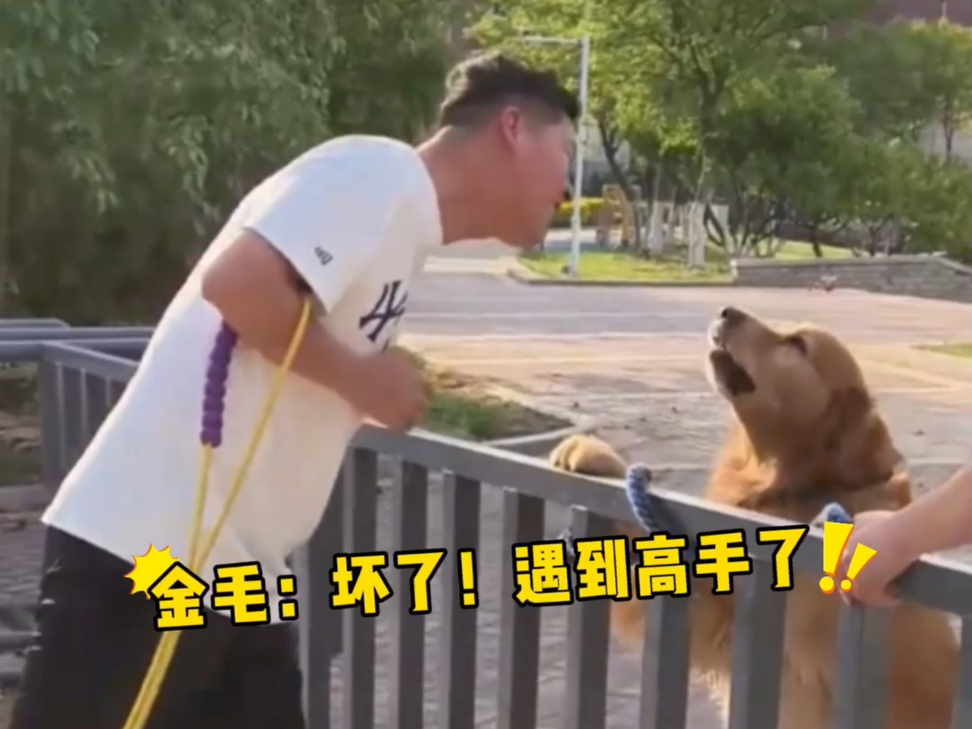 人类无理取闹，狗子忍气吞声！