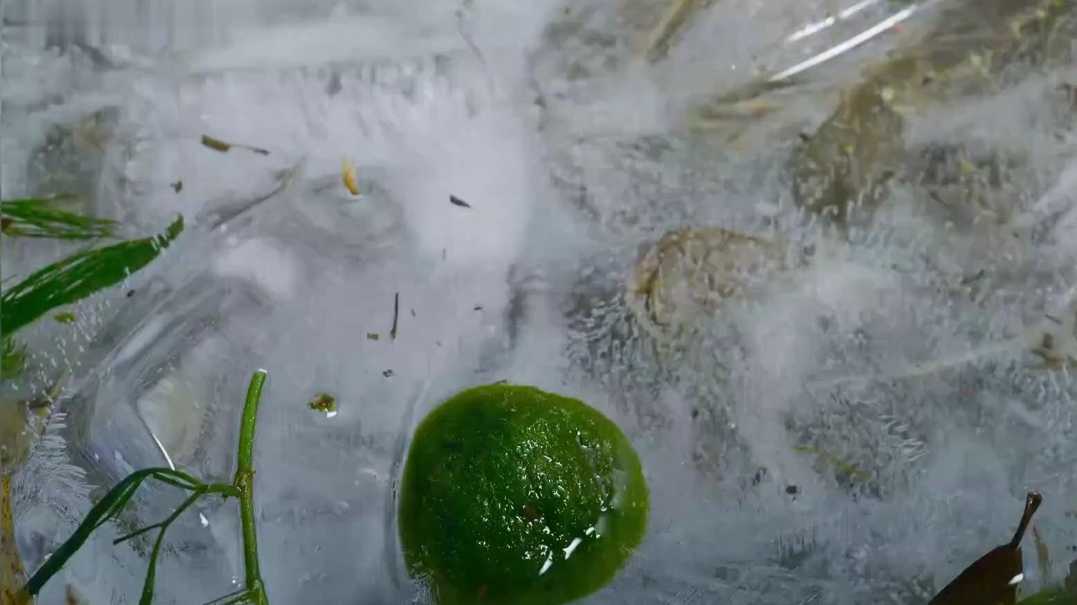 来自冰河世纪的水生植物 身体脏了还会互相搓澡
