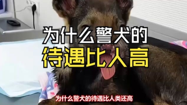 为什么警犬的待遇比人类还高