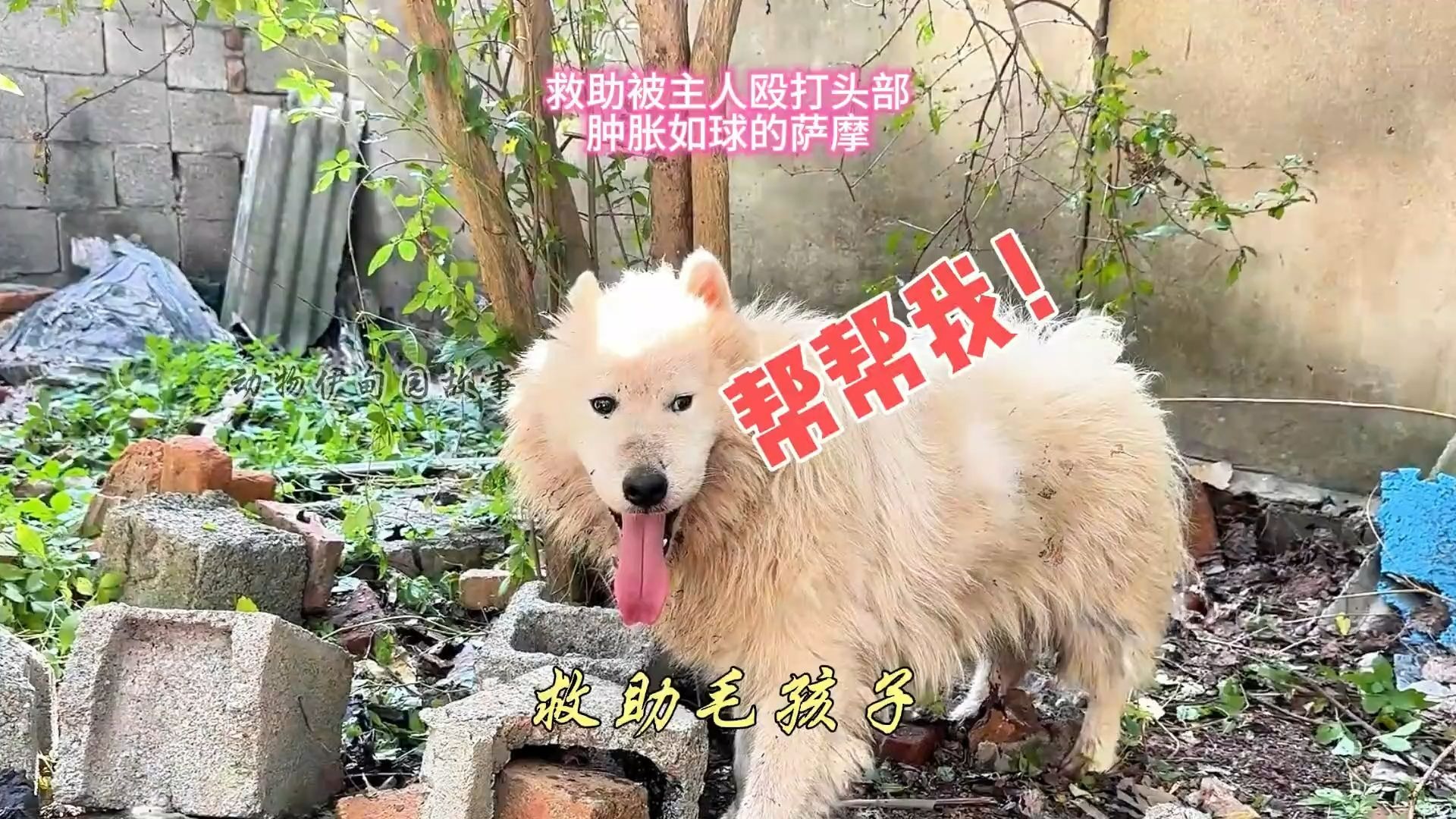 萨摩因为叫了几声，就惨被殴打，整个头部肿胀如球，让人心疼不已