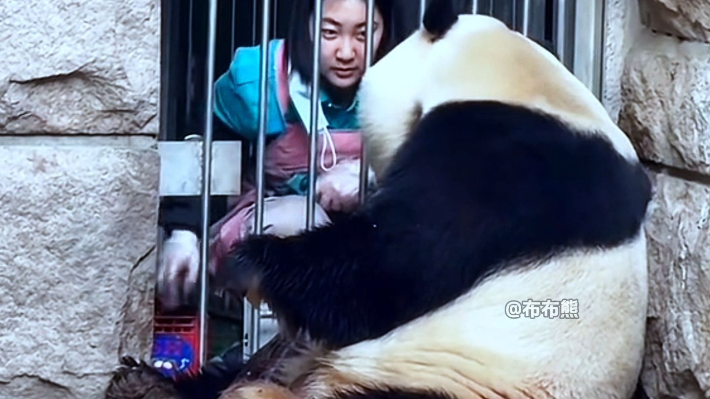 大智若愚的胖大海