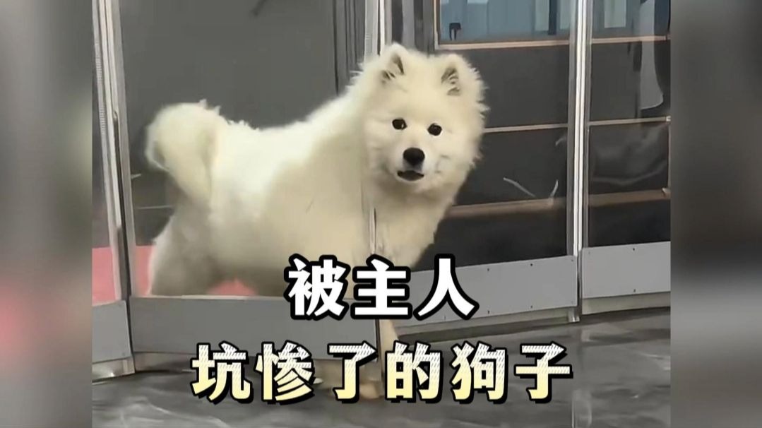 被主人坑的非常惨的狗子