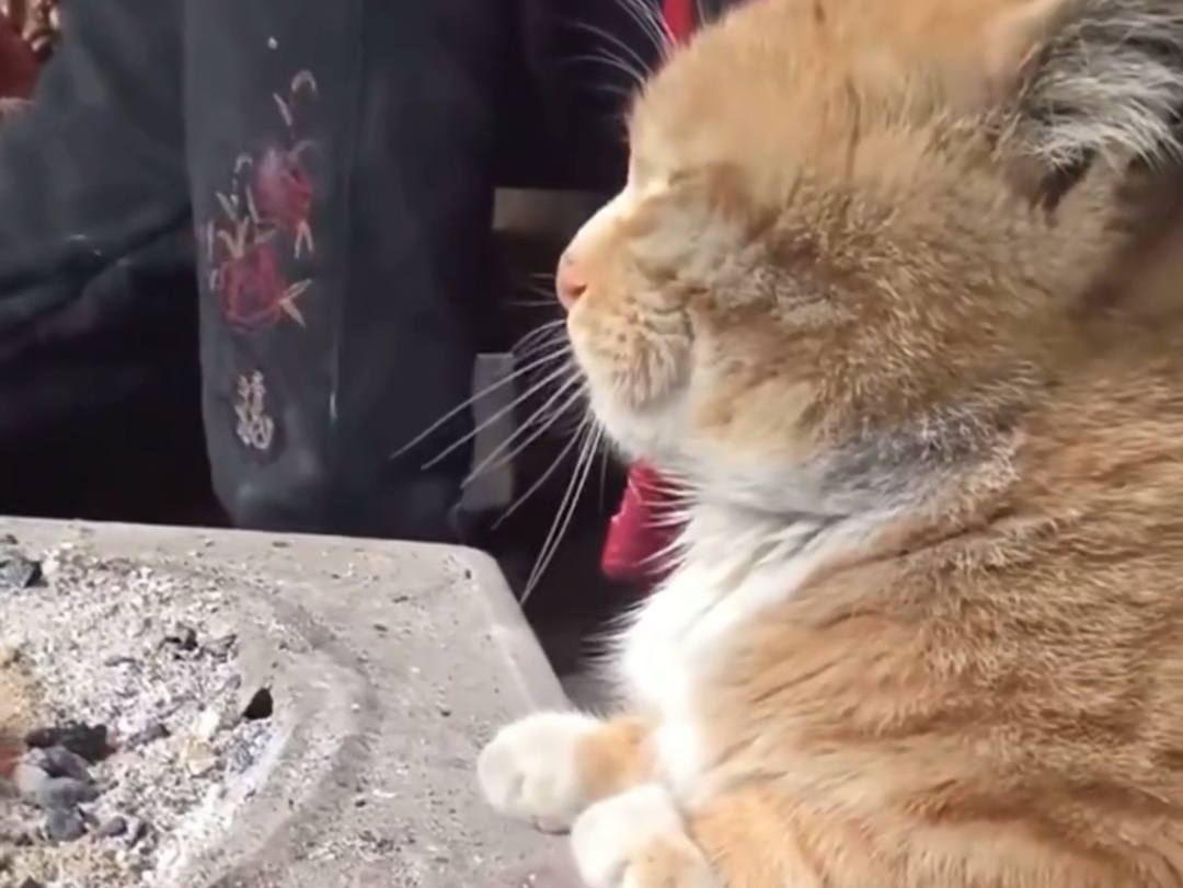 小猫看上去又可怜又可爱