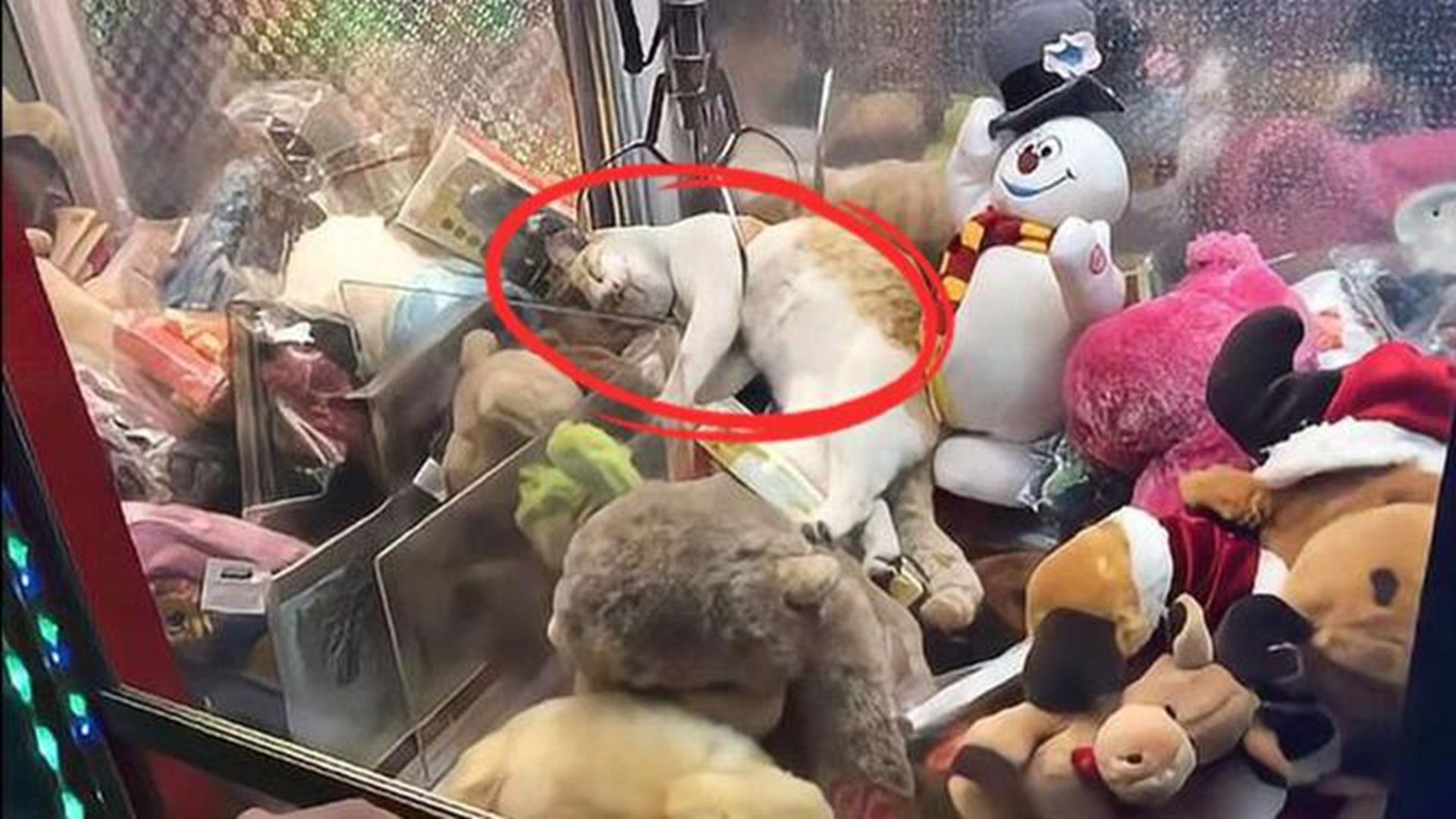 猫咪躺在娃娃机里面睡觉，路人疯狂抓猫，猫咪竟是这样的反应