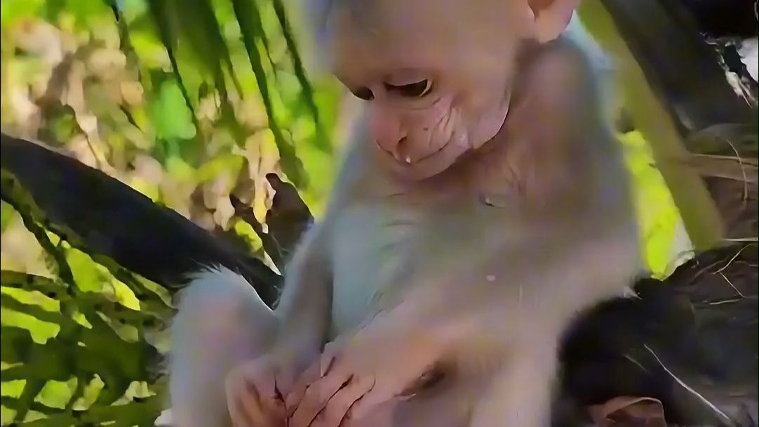 猴宝leo挠痒痒