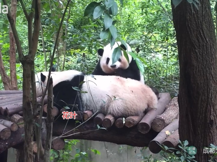 两只小熊好慵懒啊