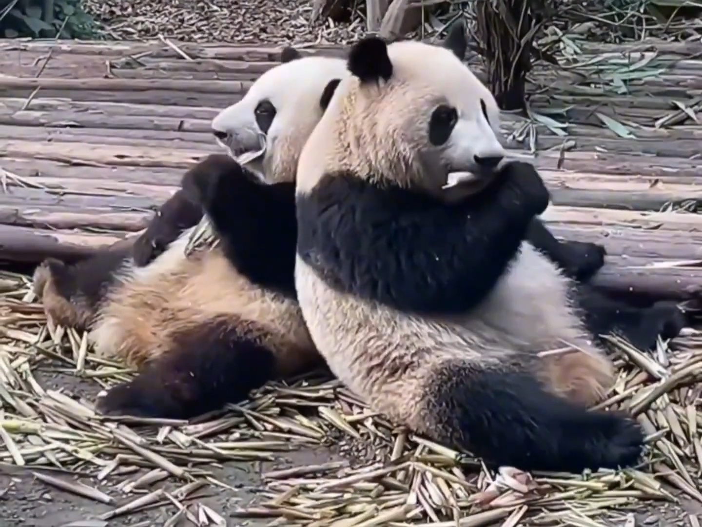 两只脏脏熊