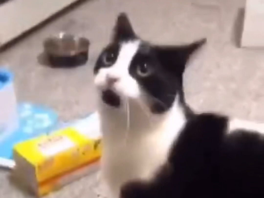 猫儿居然可以面无表情的一脸震惊！