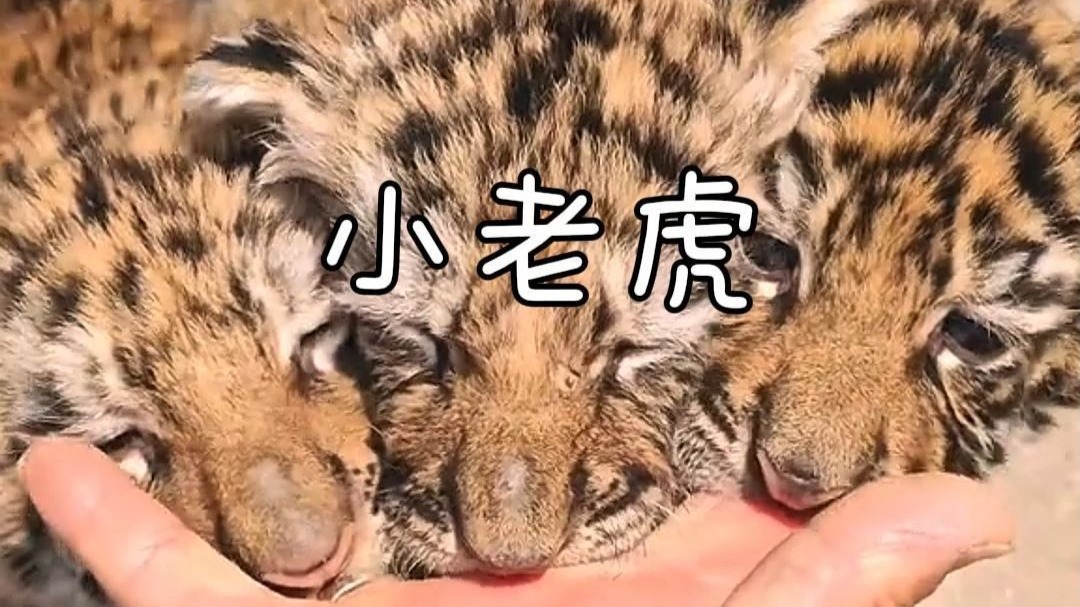 从小手把手养大的小老虎还会攻击人吗，刚出生的小虎仔，就像婴儿