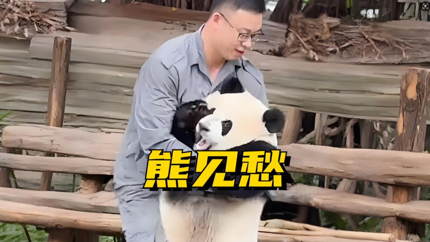 虫洞的熊见愁简直就是熊猫界食物链的顶端