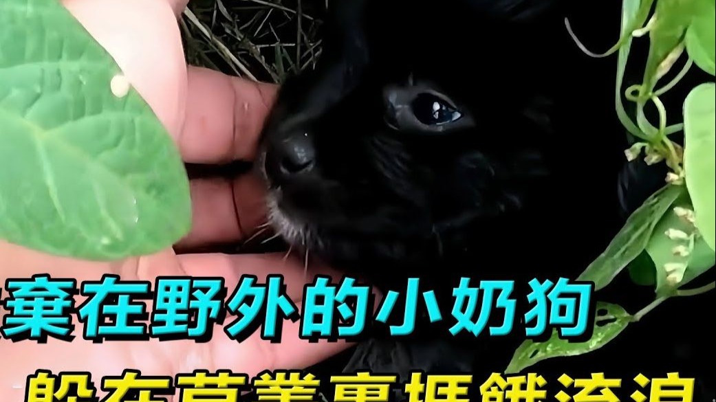 刚出生没多久的小奶狗，被主人遗弃在野外任其自生自灭，当它看到
