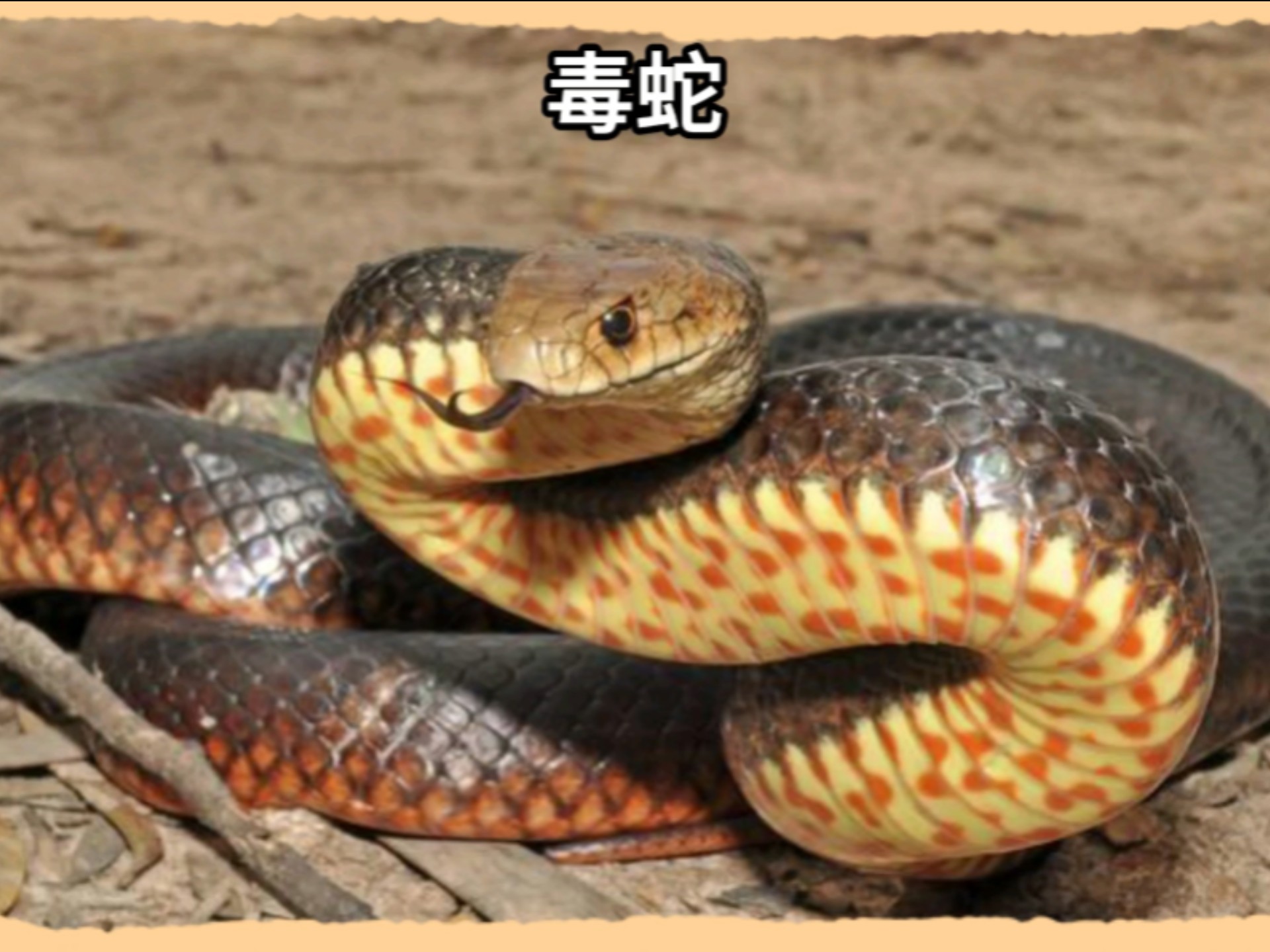 毒蛇的生存大挑战