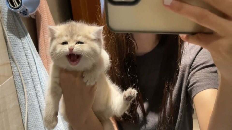 “这世界不能没有小猫”