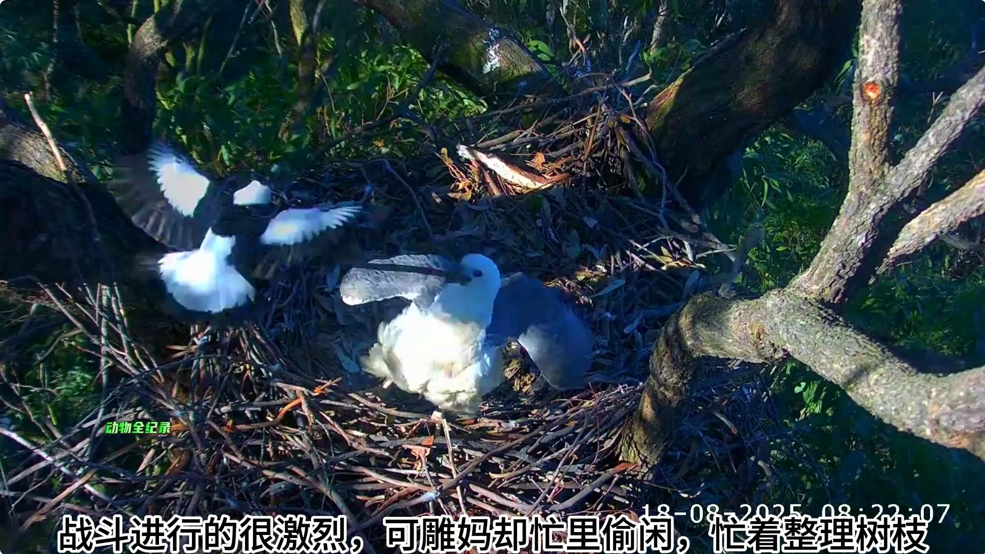 黑背钟鹊太猛了，雕夫妻都在，它一样俯冲袭击