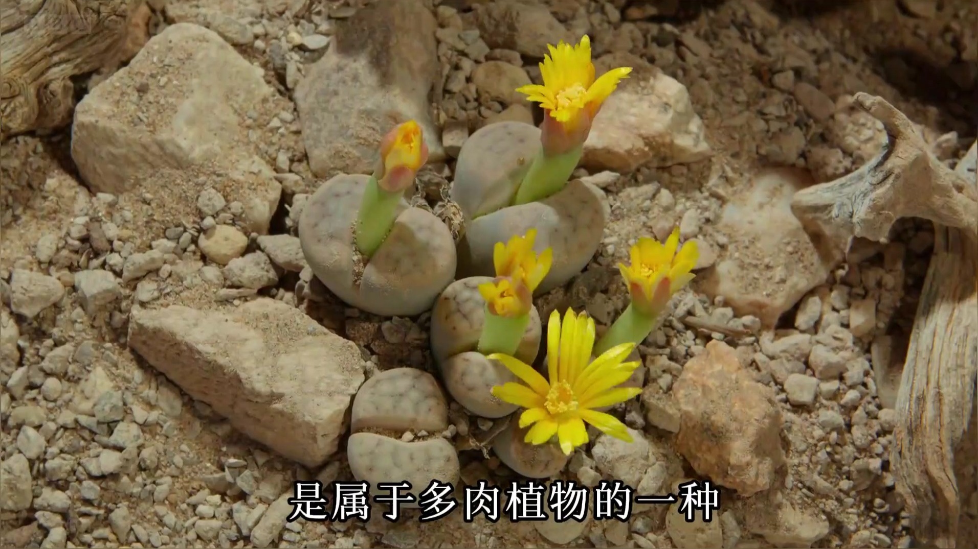 沙漠里的屁屁花 为了生存伪装成石头 繁殖期间冒着风险传播花