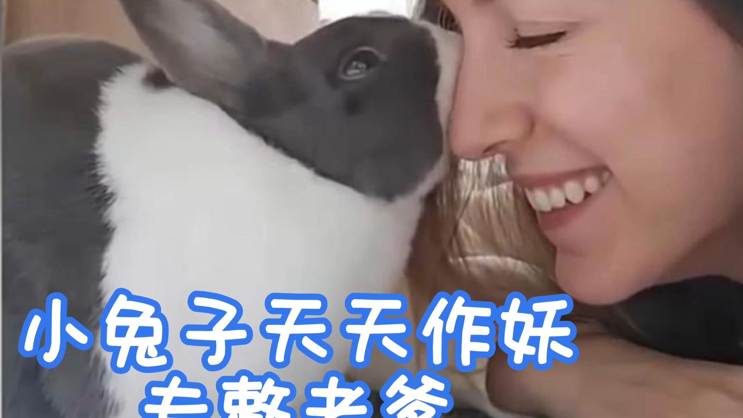 小兔子天天作妖 专坑老爹
