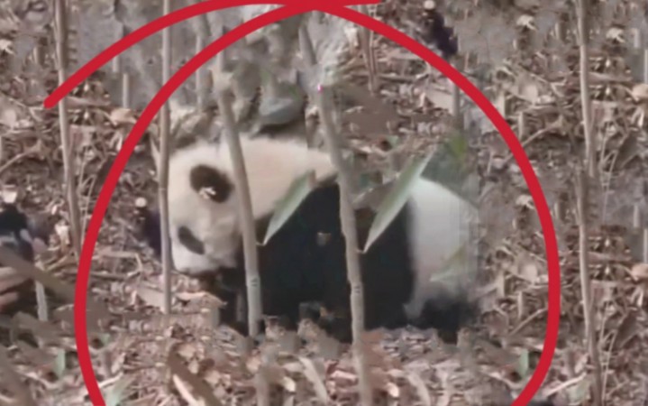 野生大熊猫幼崽“装死”被识破后，又来一波“狂轰乱炸”！
