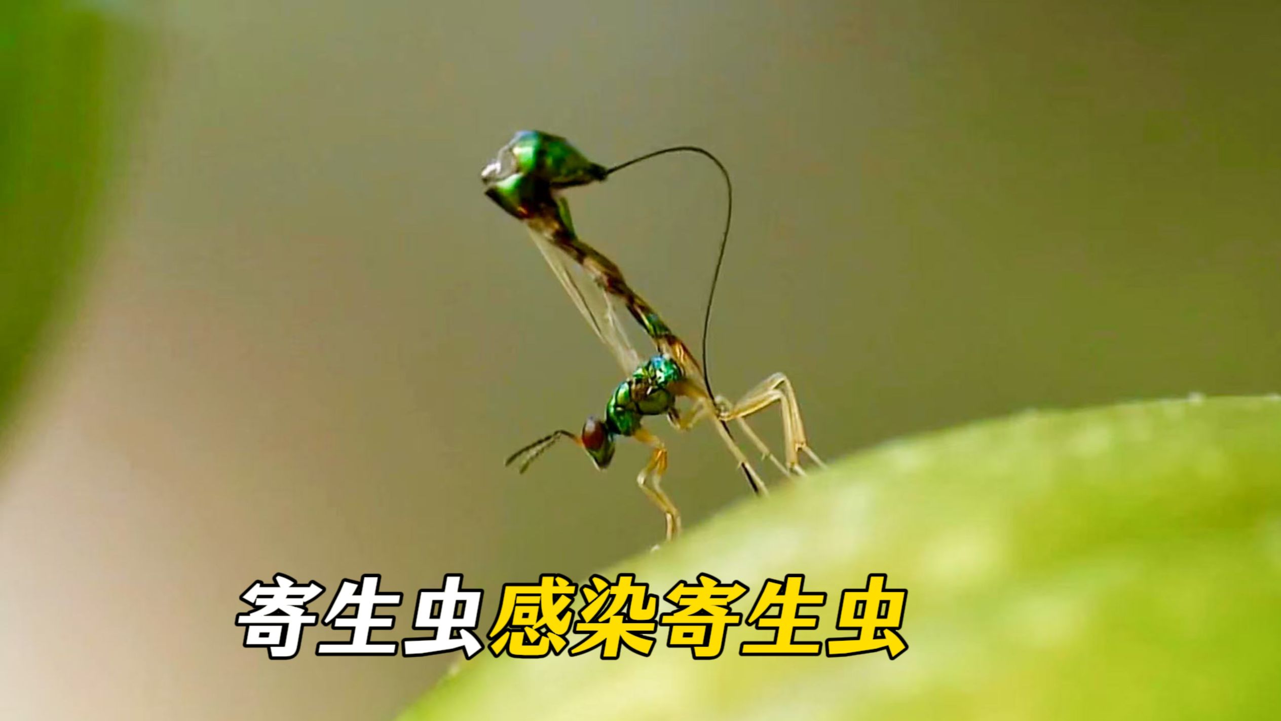 《 寄 生 囚 笼 》 无花果实内，生命相互侵蚀，却又共同延续