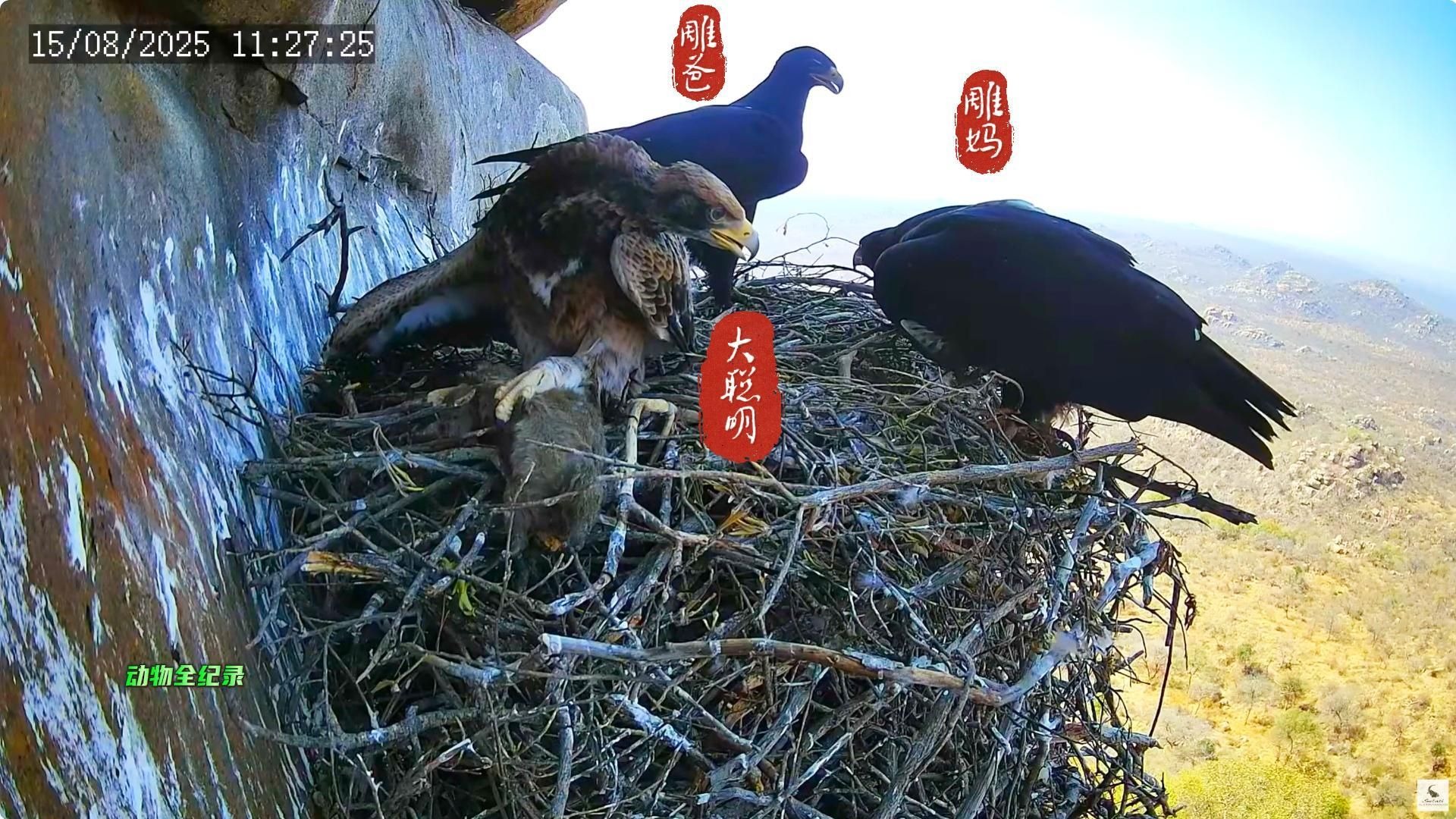 “大聪明”坏得很，得到猎物就想着让父母离开，这是得鱼忘筌吗？