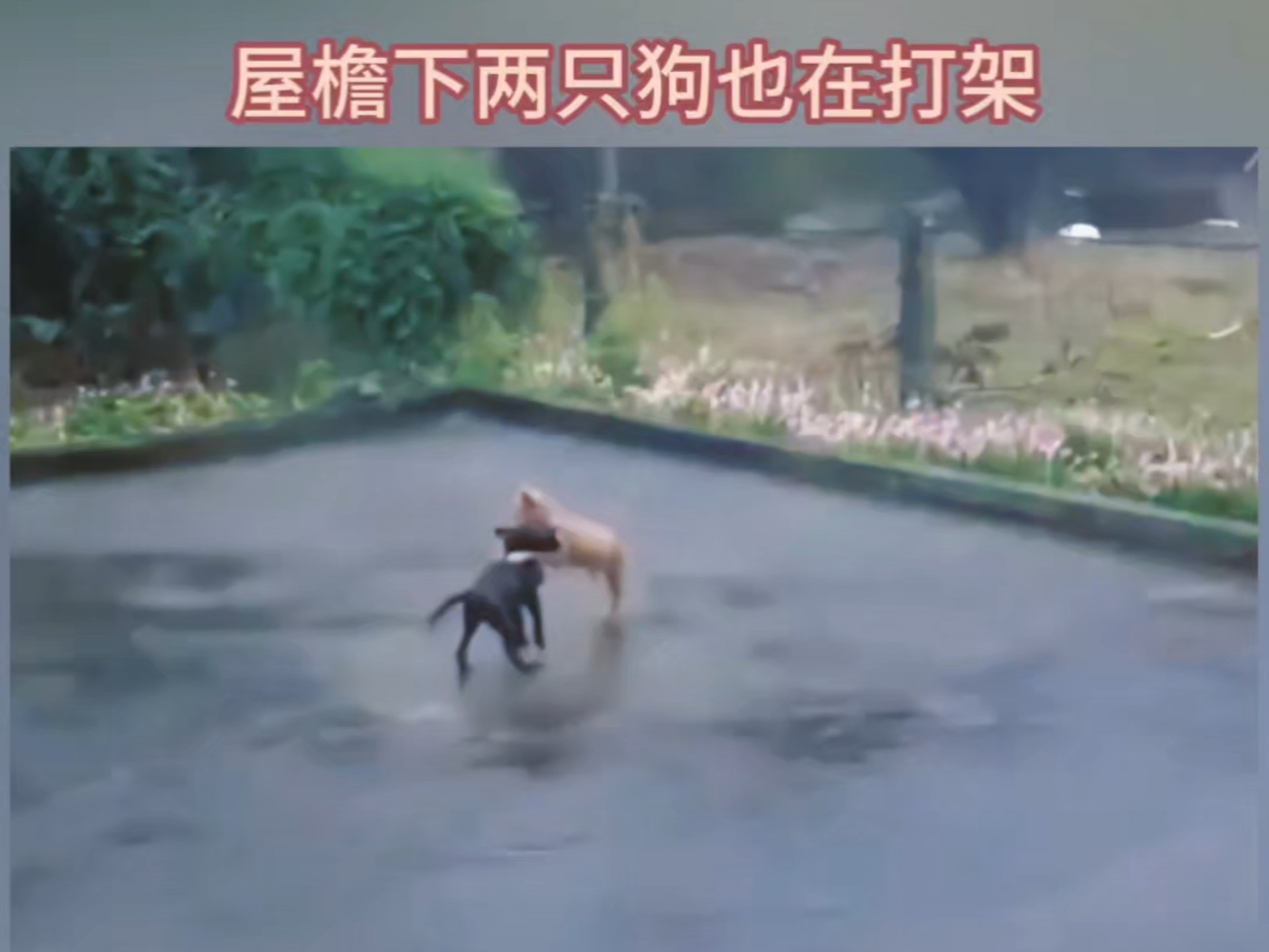 暴雨中两只小狗打的难舍难分，滑稽的是，屋檐下的两只一模一样的