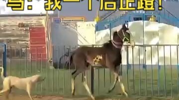 马踢狗子