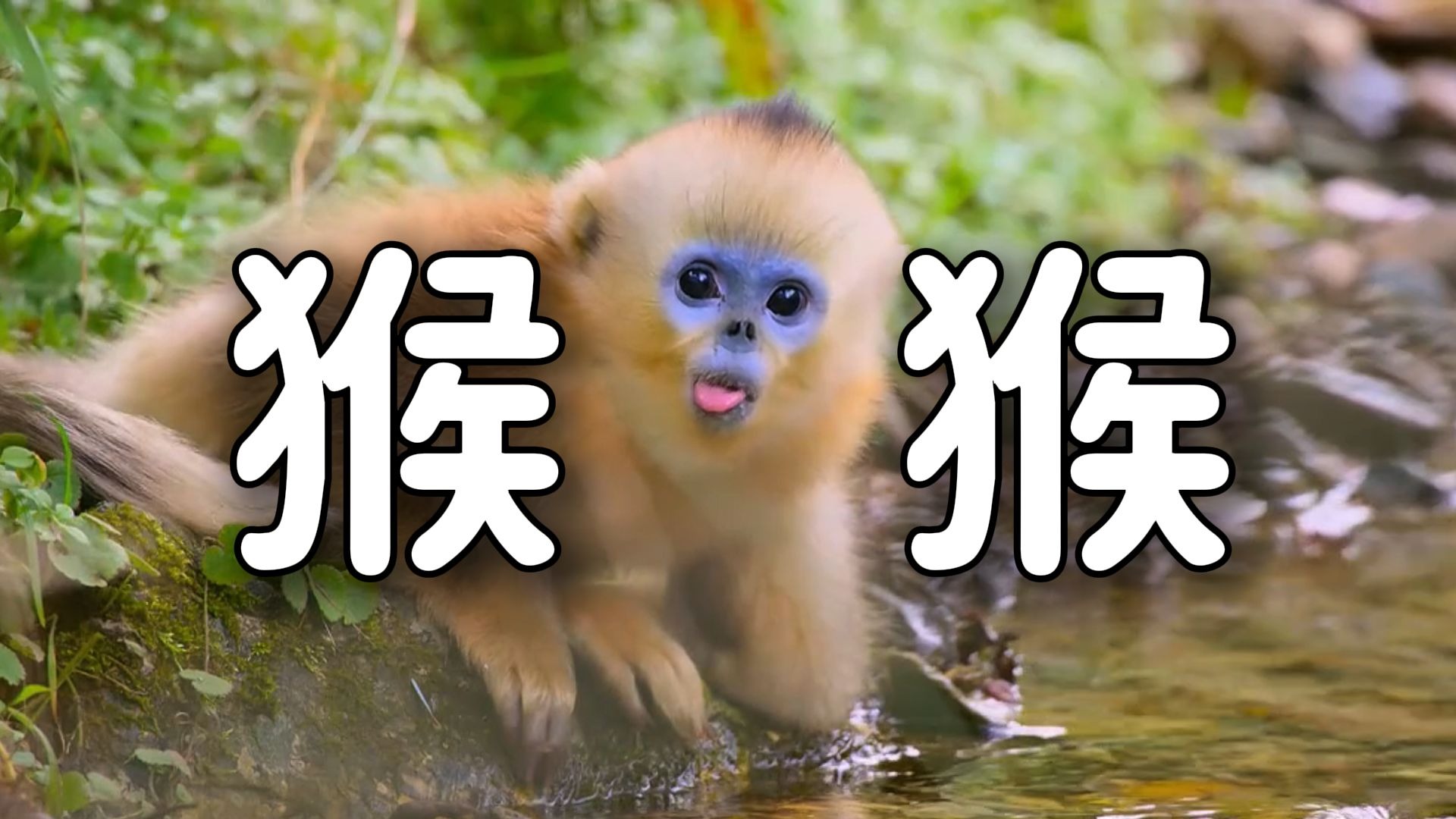 《 晶莹的眼，淡蓝的脸 》