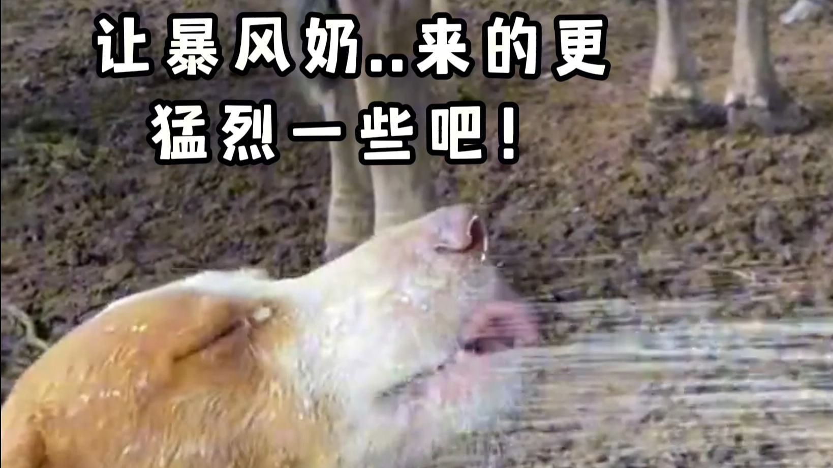 让暴风奶来的更猛烈一些吧！