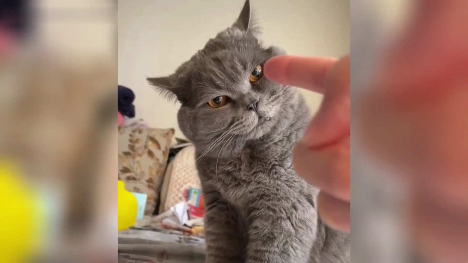 社会猫的迷惑行为
