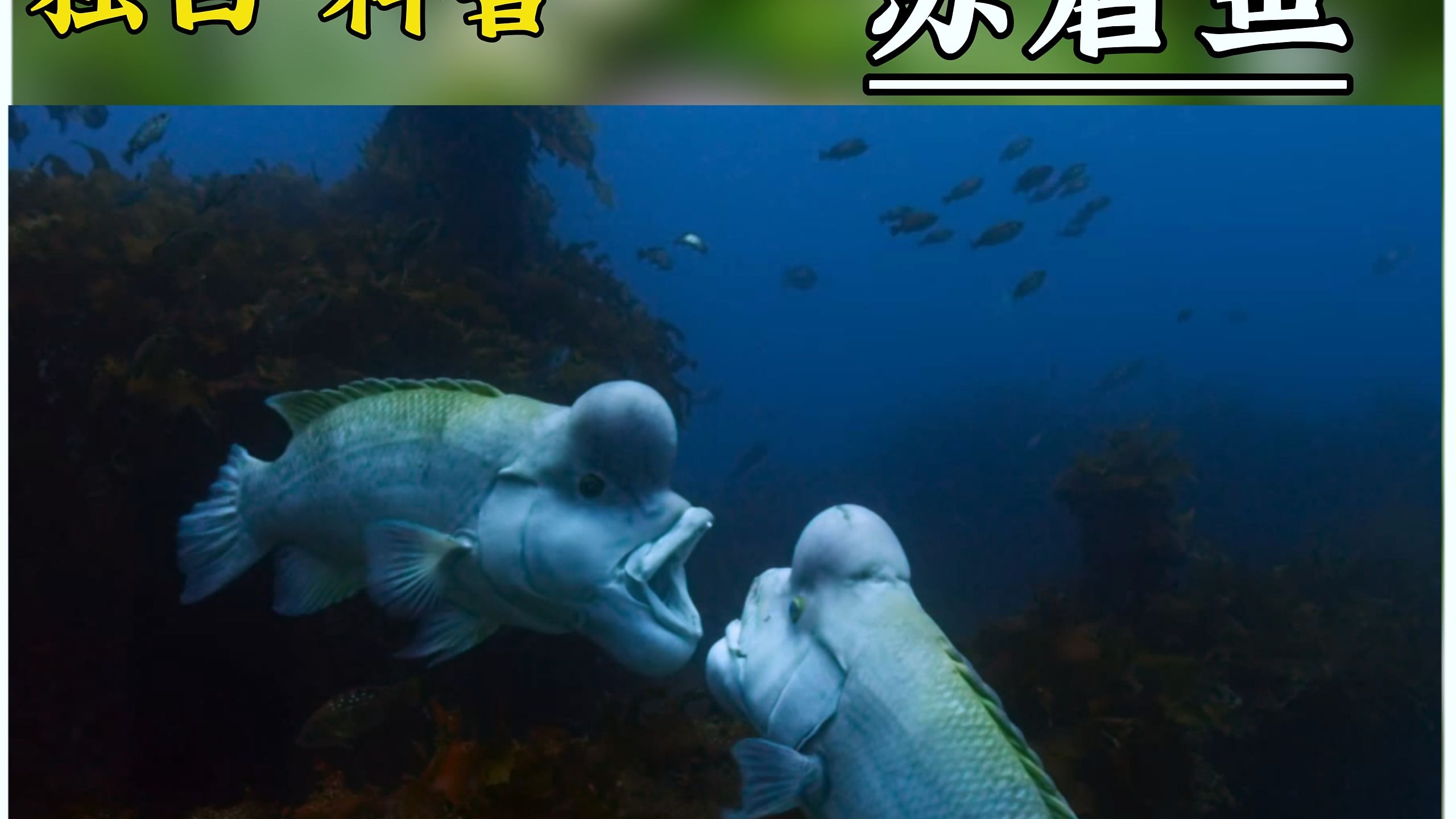 8月17日 苏眉鱼