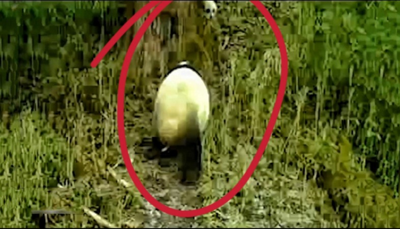 野生大熊猫幼崽躲大树后面“偷”看妈妈，一扭一扭地朝自己走来